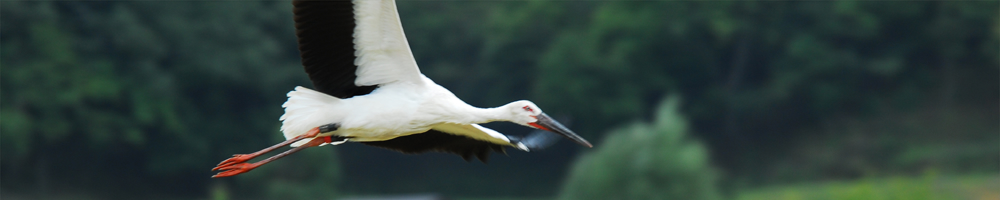 コウノトリ コウノトリ